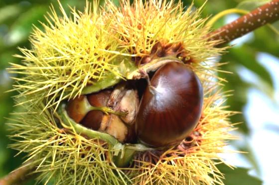 Edible chestnut tree from Baia Mare